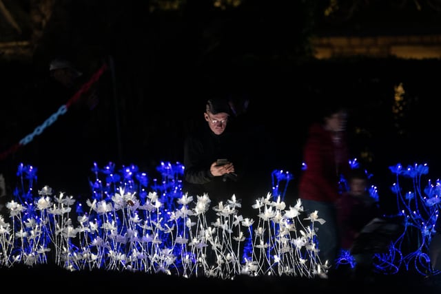 Stunning blue and white light up flowers on display at the Light Up Lancaster festival.