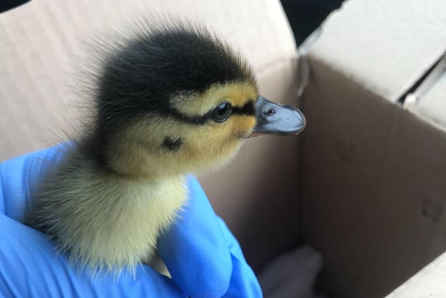 The team at West Hatch Wildlife Centre, Somerset, are taking care of a number of baby animals, including their first duckling of the season who arrived in March having been found alone.
Baby ducks don’t often stray far from their parents so if they don’t return within two hours or you fear they’ve been orphaned, please call the RSPCA or a local wildlife rescuer for advice. 
Please do not disturb duck families but if you’re concerned they’re stuck in an enclosed space, please provide a safe route to leave without handling the ducks yourself. If they need moving, please call the RSPCA on 0300 1234 999 for assistance.