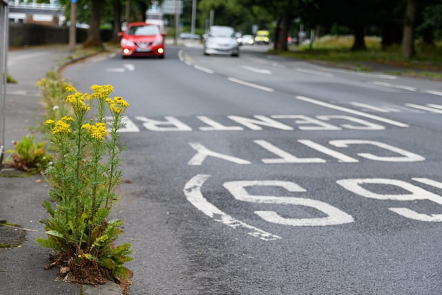 Weeds on the A6/Morecambe Road.