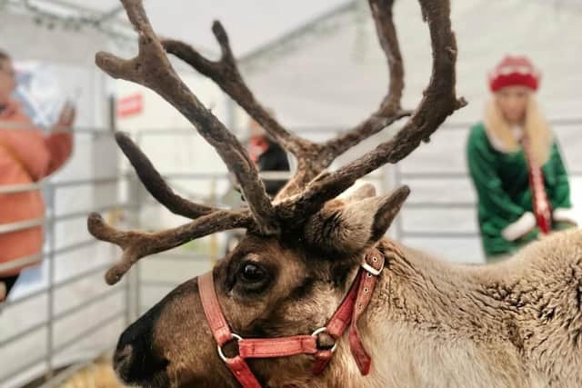 Reindeer will make an appearance at the Christmas Market.