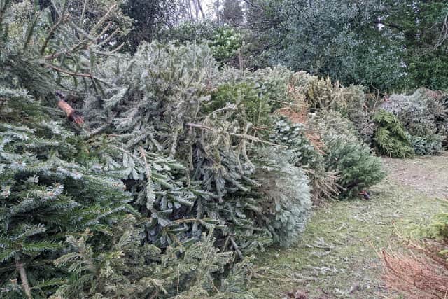 Christmas trees piled up at St John's Hospice.