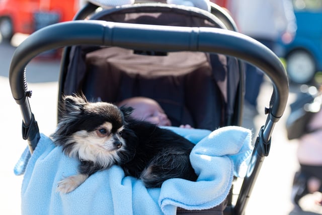 A chihuahua on a pram at the Pups in the Park event in Williamson Park, Lancaster. Photo: Kelvin Lister-Stuttard