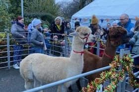 Wreay Syke Alpacas will be at the Heysham village Christmas markets on Saturday.