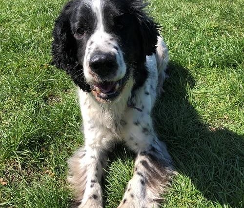 Stan, Springer Spaniel Crossbreed , male , 14 years three months old.
