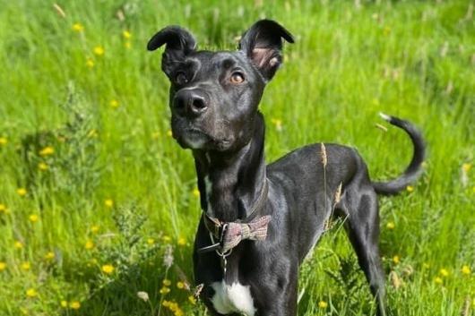 Neville is a Lurcher , male , two years four months old.