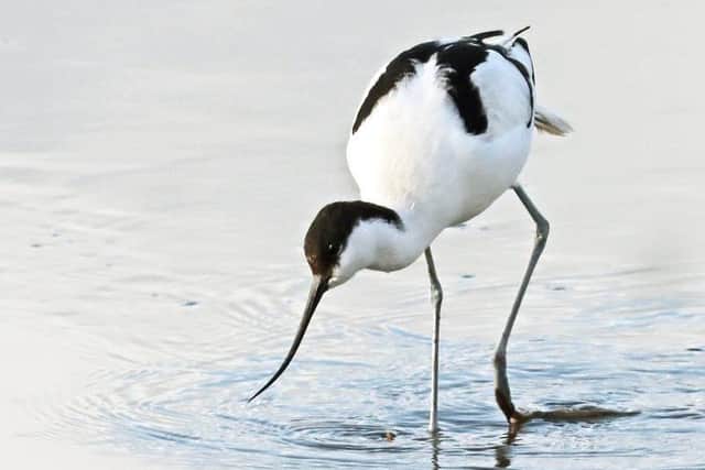 Avocet reflection by David Crutchley, one of the photographs on display at the exhibition.