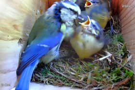 An amateur wildlife photographer has shared footage of a nest of seven blue tit babies