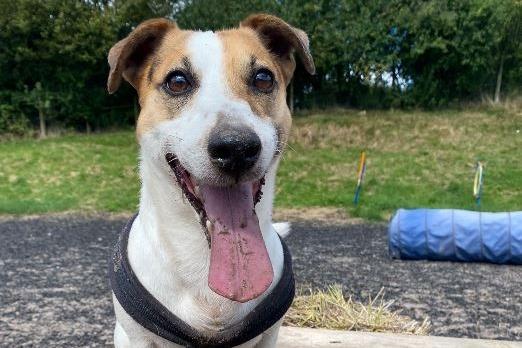 Clover, Jack Russell Terrier , male , eight years three months old.