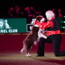 Irene Holt with Oltomaine Jack, competing in the Heelwork to Music Final at Crufts 2023 on Friday. Picture: BeatMedia/The Kennel Club