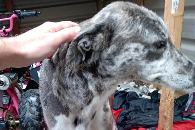 A grey merle lurcher called Dixie was seized by the RSPCA as part of the investigation.