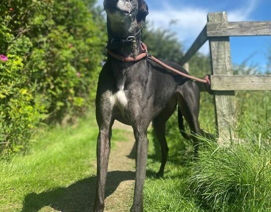 Rose, Greyhound , female , four years six months old.