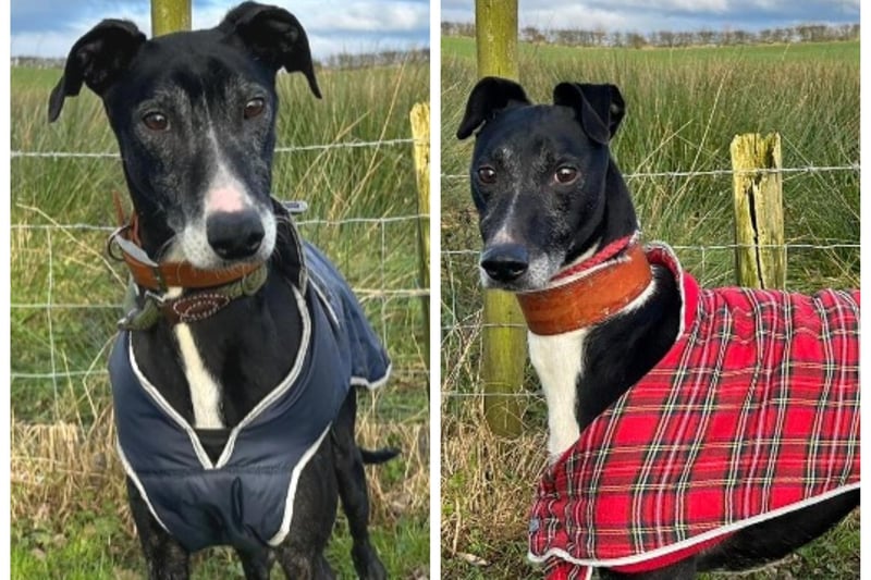 Babs (a nine-year-old female Lurcher) and Diesel (a nine-year-old male Lurcher) are with Animal Care after their owner sadly passed away. They are brother and sister and absolutely adore each other. They get very upset if separated and will pine for each other. They are lovely natured dogs and would love to find a new family to take them both and give them lots of TLC. They have good temperaments and enjoy lots of attention. They walk well on leads and love cuddles. They have been good with the dogs they have mixed with at Animal Care with so it's felt they would be happy to live with another dog of similar size.