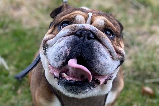 Ziggy is a English Bulldog , male , four years two months old. Picture from Animal Care Lancaster.