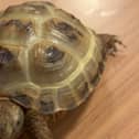 Regee the Tortoise who lives at a Morecambe care home has won a national award. Picture from Anchor Hanover Group.