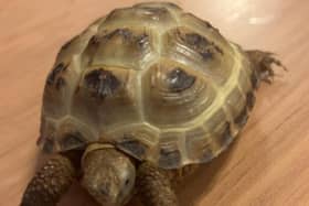 Regee the Tortoise who lives at a Morecambe care home has won a national award. Picture from Anchor Hanover Group.