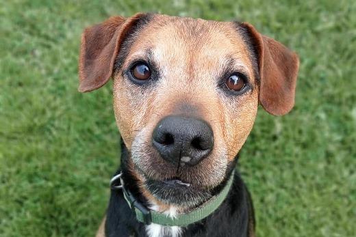 Chompie, Patterdale cross , male , nine years six months old. Picture from Animal Care Lancaster.