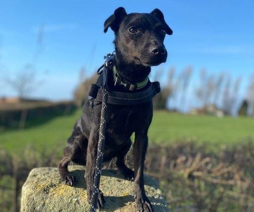 Nell, Patterdale cross , female , eight years three months old.