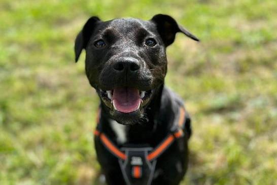 Darcy, Patterdale Terrier , female , one year old. Picture from Animal Care Lancaster.