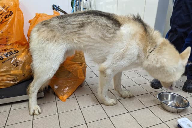 A  male Northern Inuit type dog called Harou  was in poor condition. Picture from the RSPCA.