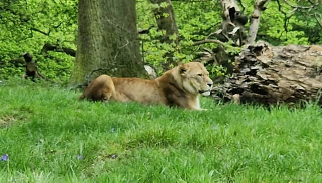 A lion chills at Knowsley Safari