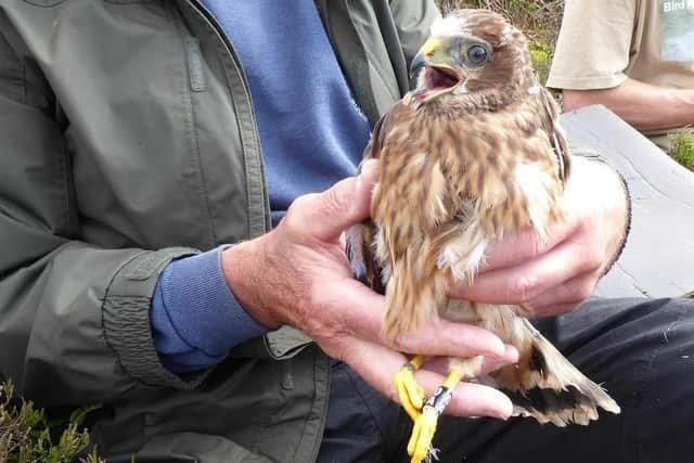 Apollo the hen harrier, who has flown from his nesting site in Bowland, Lancashire to his winter home in Extrremadura, Spain, twice in two years. His brother Dynamo, meanwhile, has ventured less than 50 miles in the same period. (2021).