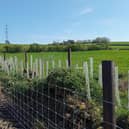 National Grid LEI_hedge being replanted and fenced. Forest of Bowland AONB.