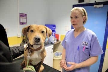 A dog being checked over by the RSPCA.