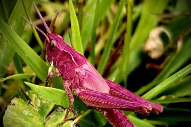 The pink meadow grasshopper captured on camera by  Rowan Tjepkema-Vermeulen.