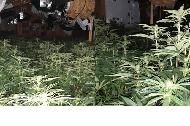 A large cannabis factory containing 406 plants was discovered after police raided an address in Catterall (Credit: Lancashire Police)
