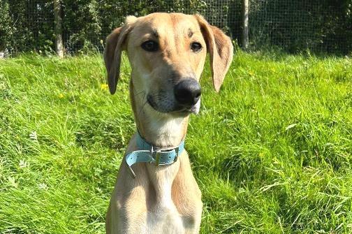 Harley is a Lurcher cross , male , 11 months old.
