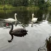 The black swan spotted by Michelle Whitton in Halton.
