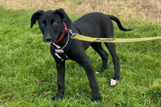Twix is a Lurcher cross, female, four months old. Photo courtesy of Animal Care.