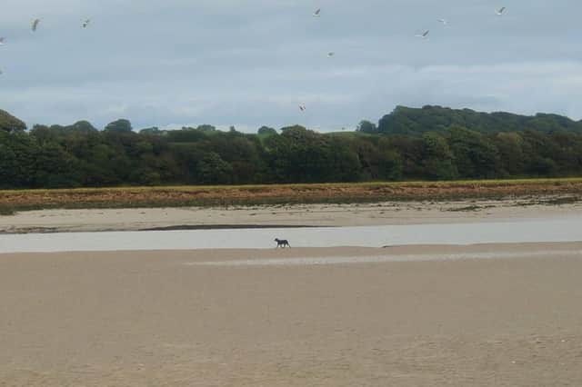 The dog was trapped on a sandbank.