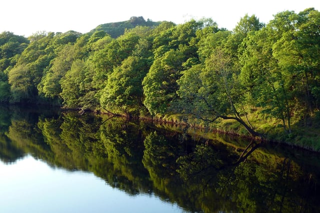 Trees reflected in the water on the River Lune.