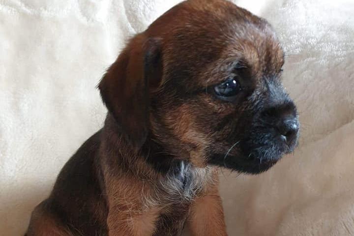 Muriel Taylor posted this photo of new grand-puppy Derek.
