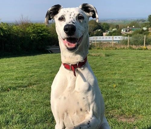Prince, Dalmation cross , male , seven years 10 months old.