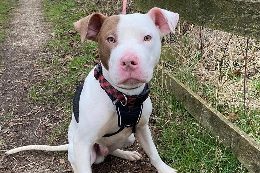 Herbie, Staffie cross , male , one year two months old. Picture from Animal Care Lancaster.