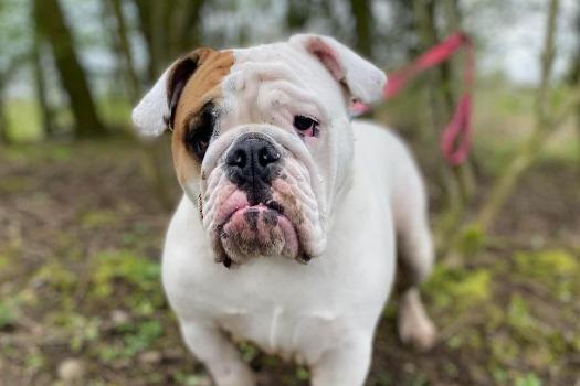 Olive is a British Bulldog , female , one year three months old. Picture from Animal Care Lancaster.