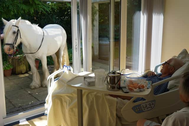 One of the beautiful horses which visited a patient at St John's Hospice. Picture from St John's Hospice.