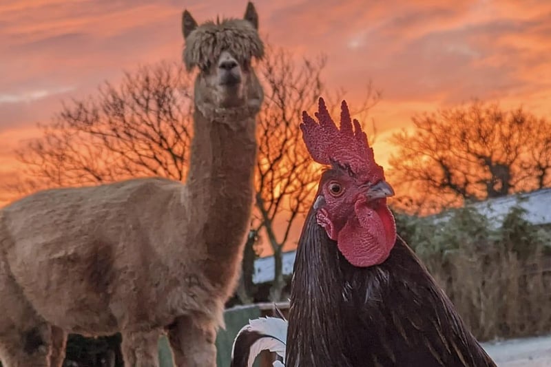 Diego the Alpaca and Hercules the cockerel from Amey Rothwell.