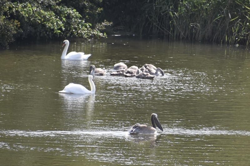 Mixing with swans and their cygnets.