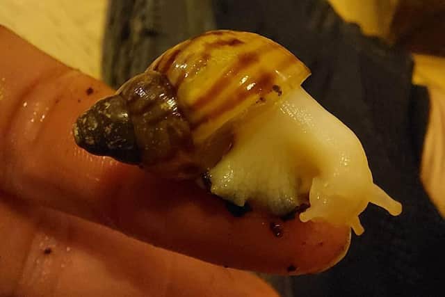 The snails can grow as big as an adult's hand. Picture from Animal Care Lancaster.