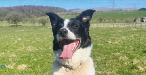 Seven-year-old Collie Blaze is taking his time in waiting for the right home to come along. Prior to arriving with us he had led a sheltered life living alongside a small female dog. They were fine together but generally he is fearful of other dogs, although with some assurance he'll walk within a calm group. He has been enjoying off lead walks with a staff member's Collie. Blaze unfortunately can show aggression on meeting new people if he is not introduced in a calm and positive manner. This lad deserves a home in a rural area with no children.