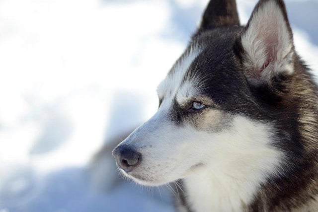 A Siberian Husky has an average price tag of £856.