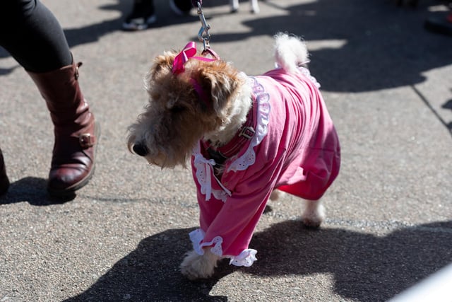 A dog dressed up in pink for the Pups in the Park event in Williamson Park, Lancaster.