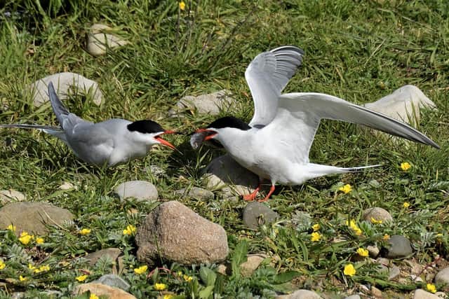 Common terns. Photo by Howard Stockdale