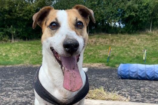 Clover, Jack Russell Terrier , male , eight years one month old. Picture by Animal Care Lancaster.