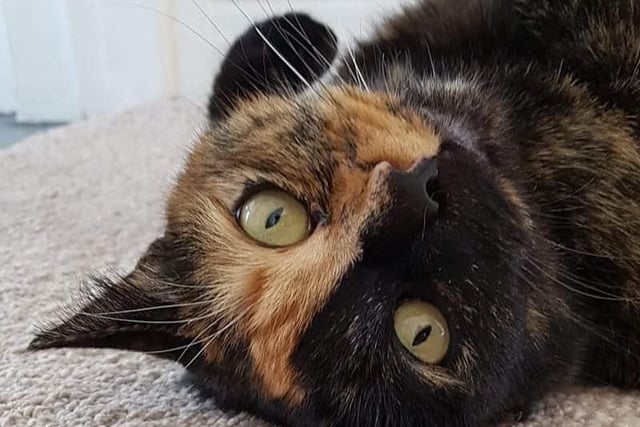 "Our naughty tortie Maisy," from Micheline Satterthwaite.