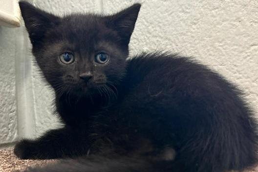 Bettykit3, DSH , male , one month old. Picture from Animal Care Lancaster.