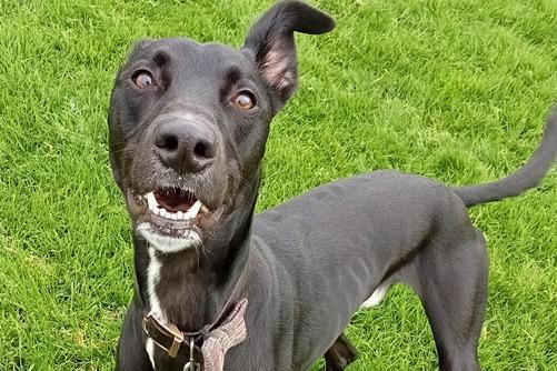 Neville is a Lurcher , male , one year 11 months old. Picture from Animal Care Lancaster.